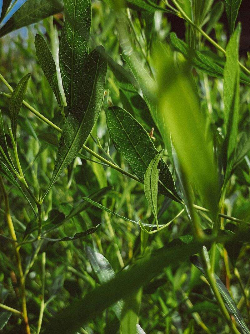 Cómo planificamos la campaña para optimizar cada cultivo