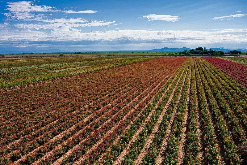 Cultivos del Ebro S.L. 14