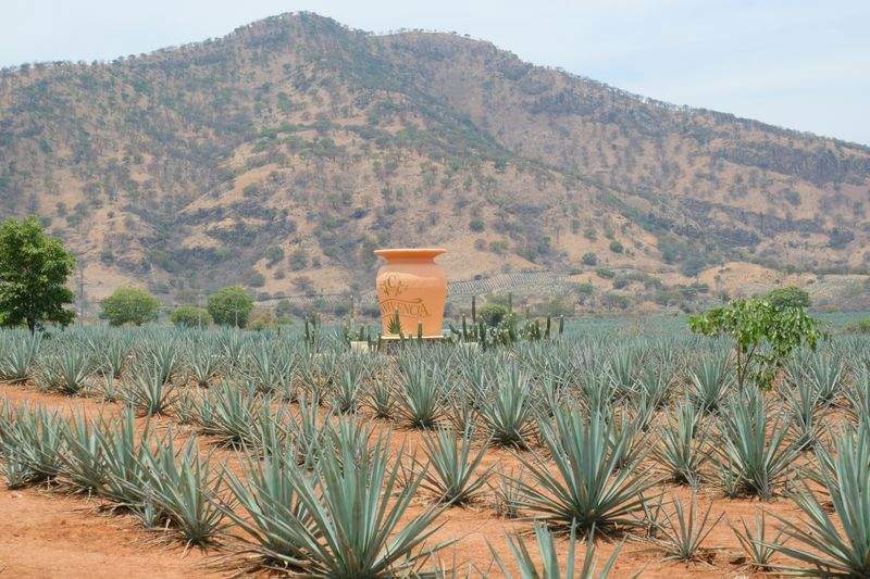 Cultivos del Ebro S.L.